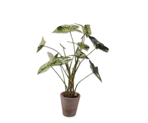 Caladium 80cm Green