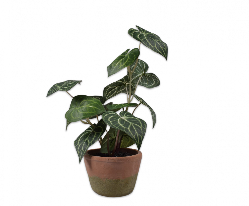 Anthurium 55cm Green
