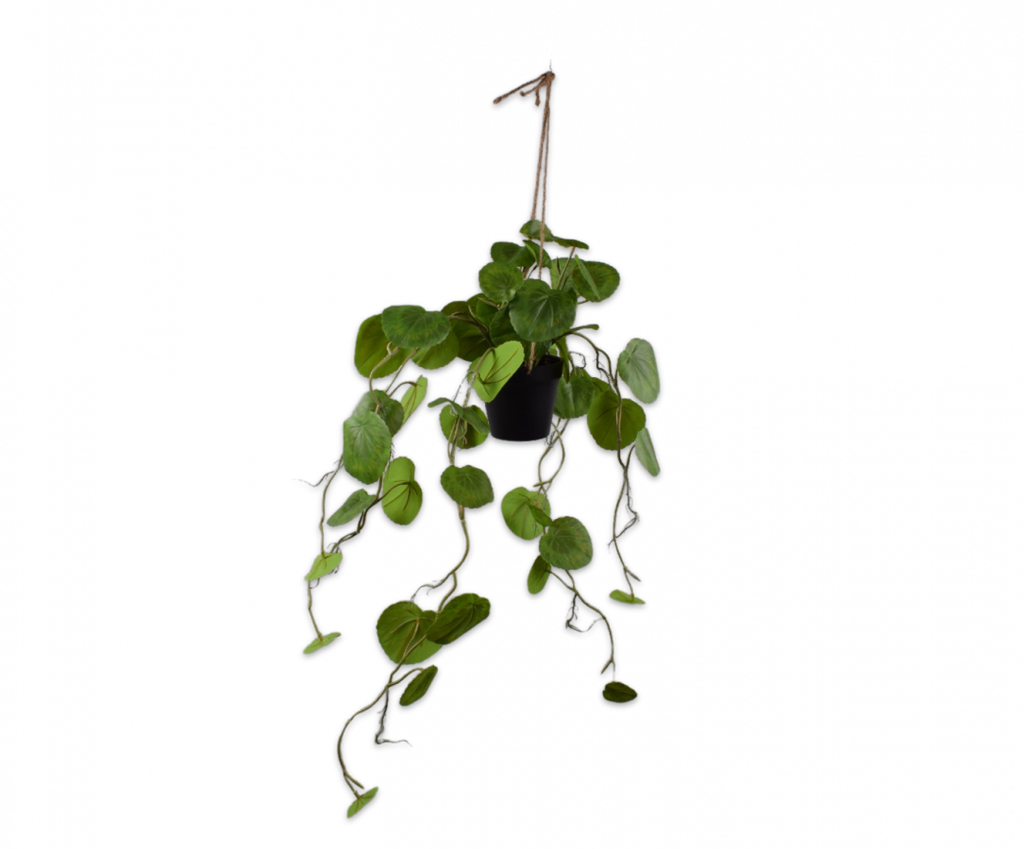 Hanging Plant | Plante suspendue 91cm Green