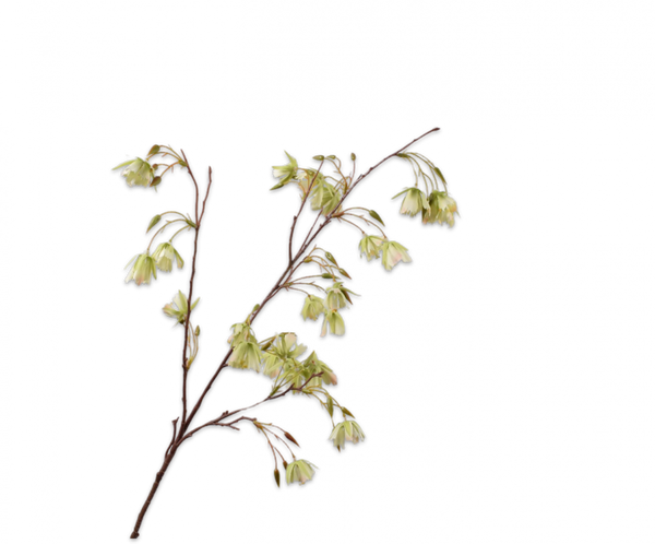 Elaeocarpus 99cm Green
