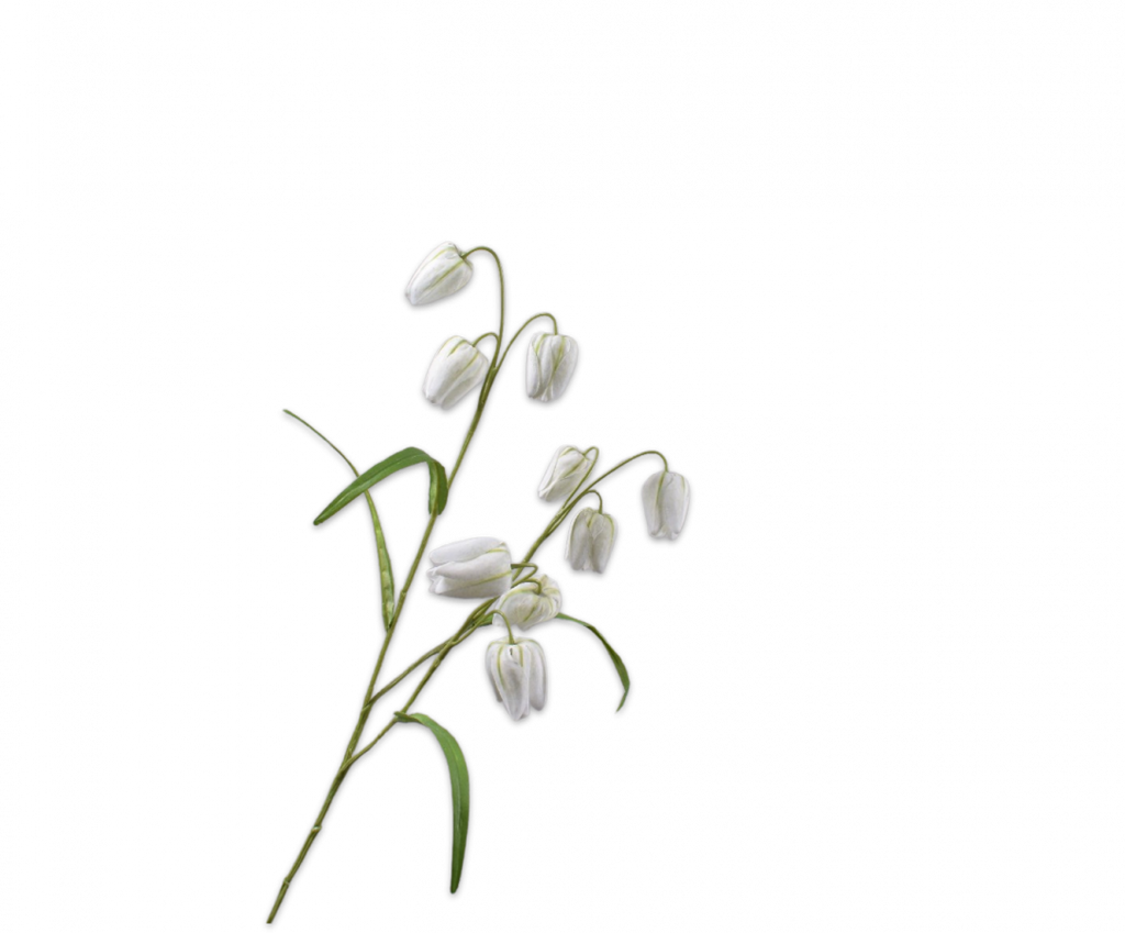 Fritillaria 71cm White
