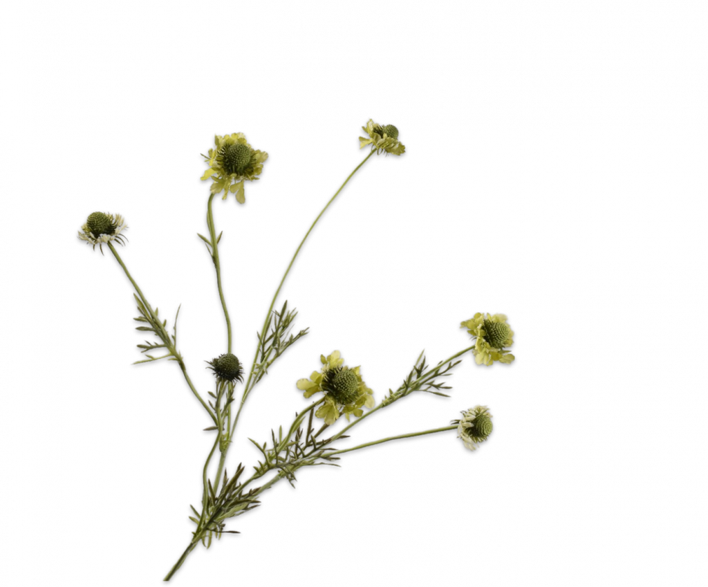 Scabiosa 89cm Green