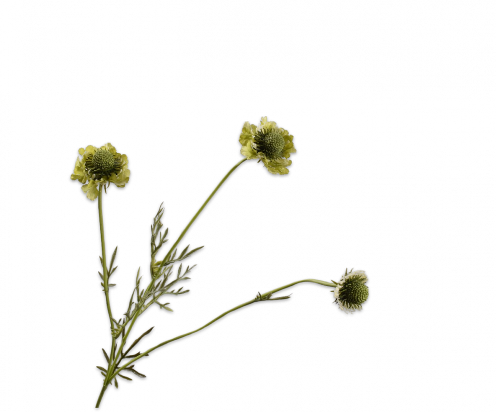 Scabiosa 64cm Green