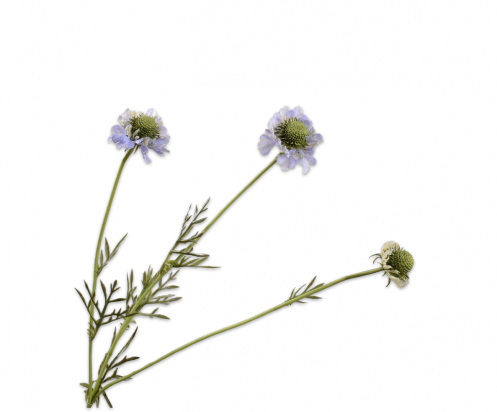 Scabiosa 64cm Lilac
