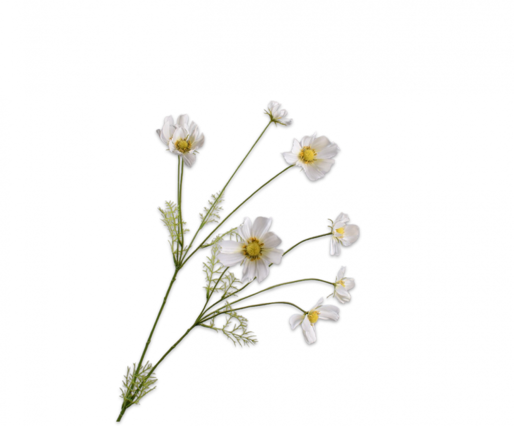 Cosmos 102cm White