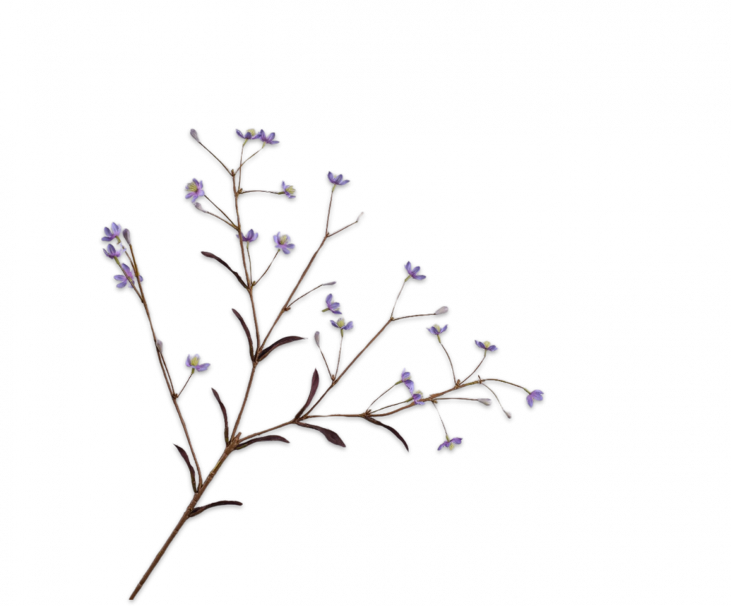 Thalictrum 71cm Purple
