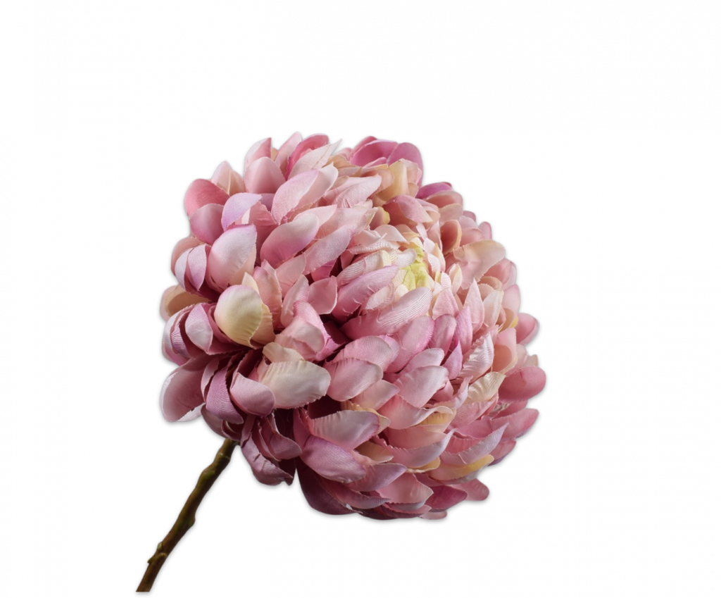 Chrysanthemum | Chrysanthème 64cm Lavender Cream