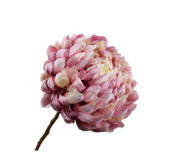 Chrysanthemum | Chrysanthème 64cm Lavender Cream