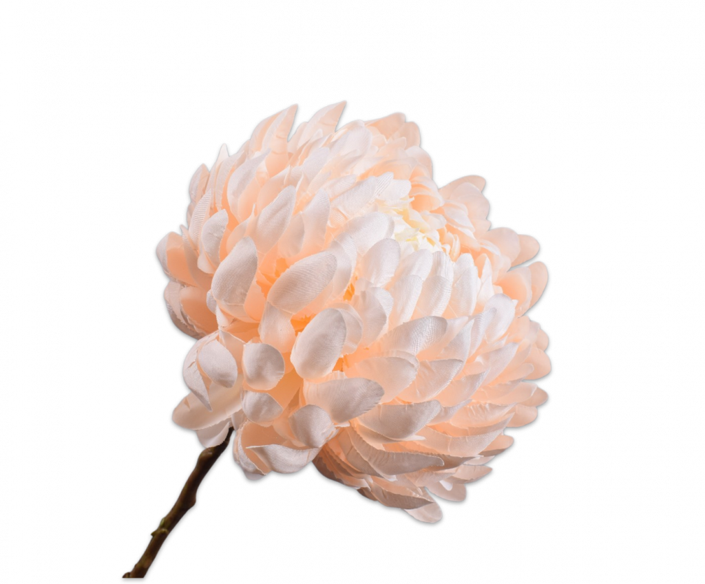 Chrysanthemum | Chrysanthème 64cm Peach