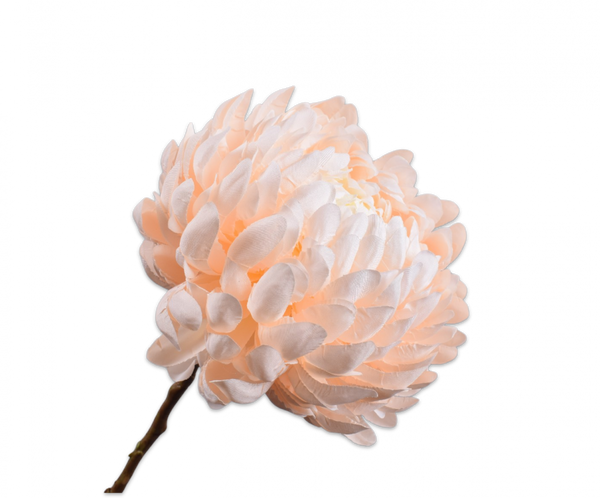 Chrysanthemum | Chrysanthème 64cm Peach