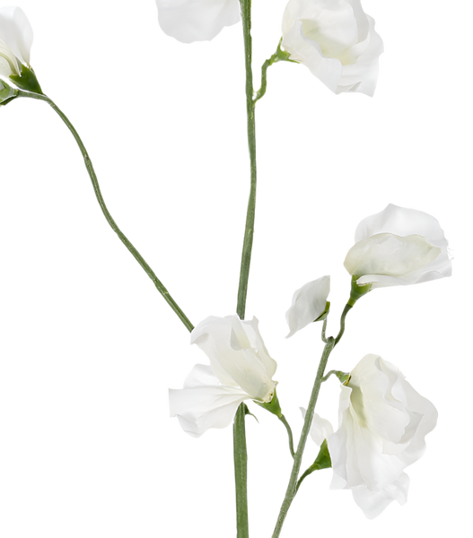 Lathyrus | Pois de senteur 64cm White