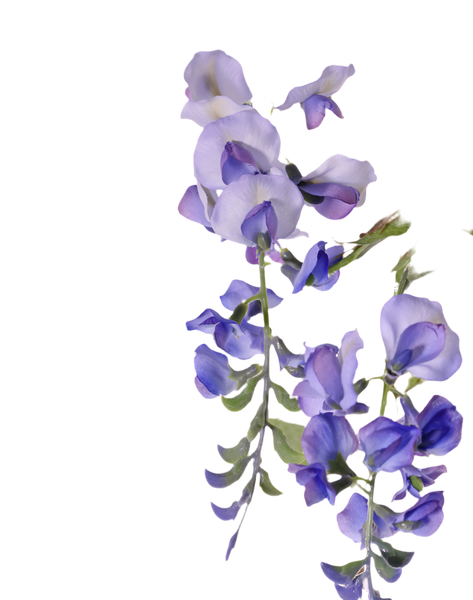 Wisteria | Glycine 80cm Blue