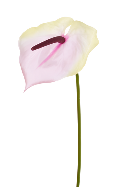Anthurium 70cm Cream Purple