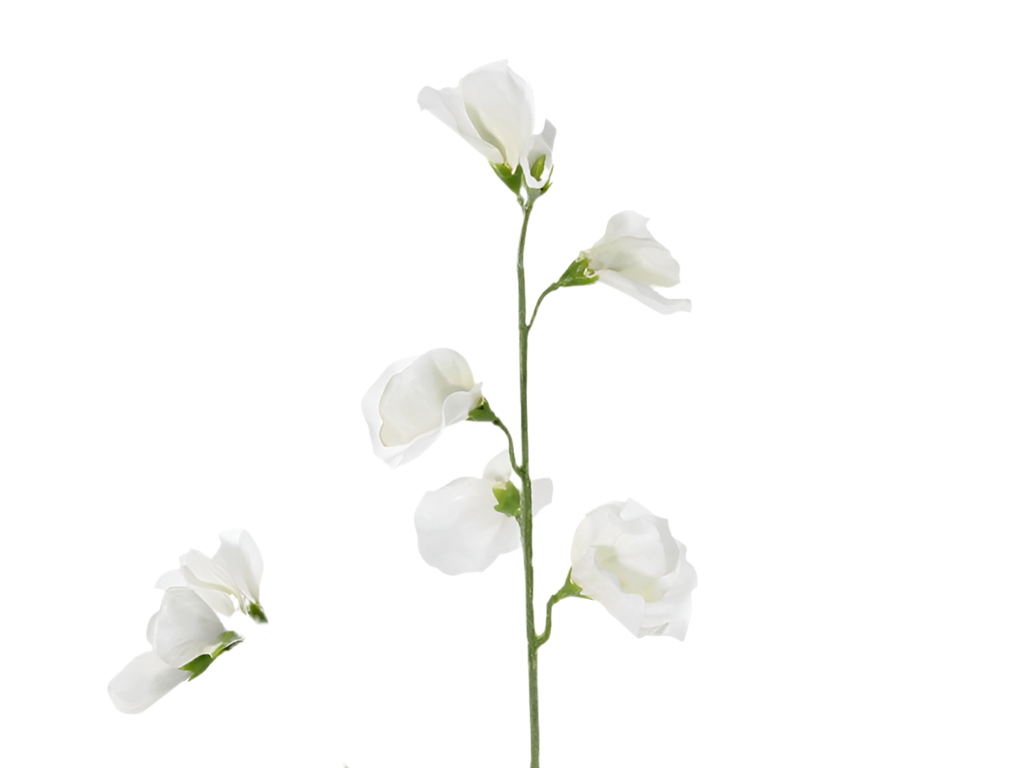 Lathyrus | Pois de senteur 64cm White