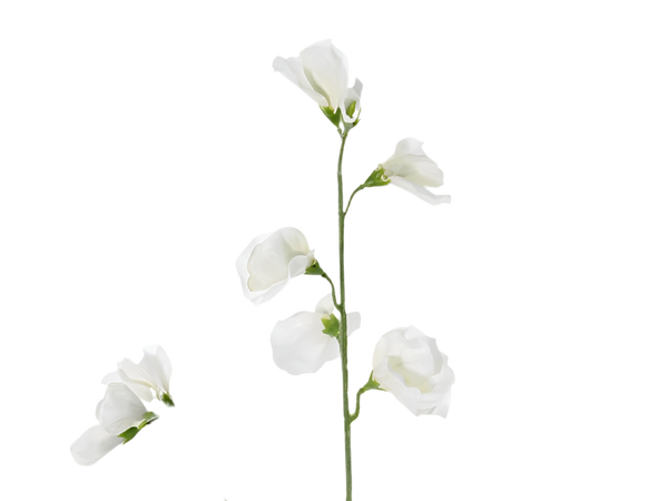 Lathyrus | Pois de senteur 64cm White