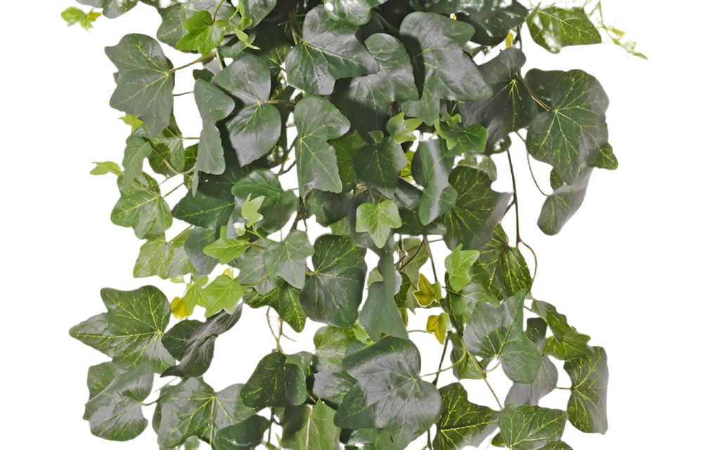Ivy | Lierre 75cm UVsafe