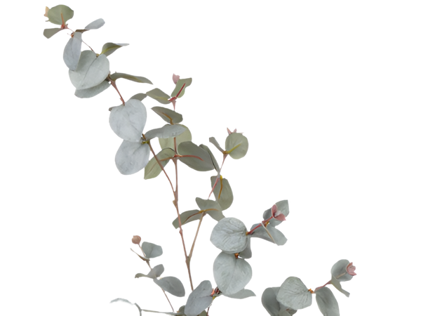 Eucalyptus 85cm Grey Green