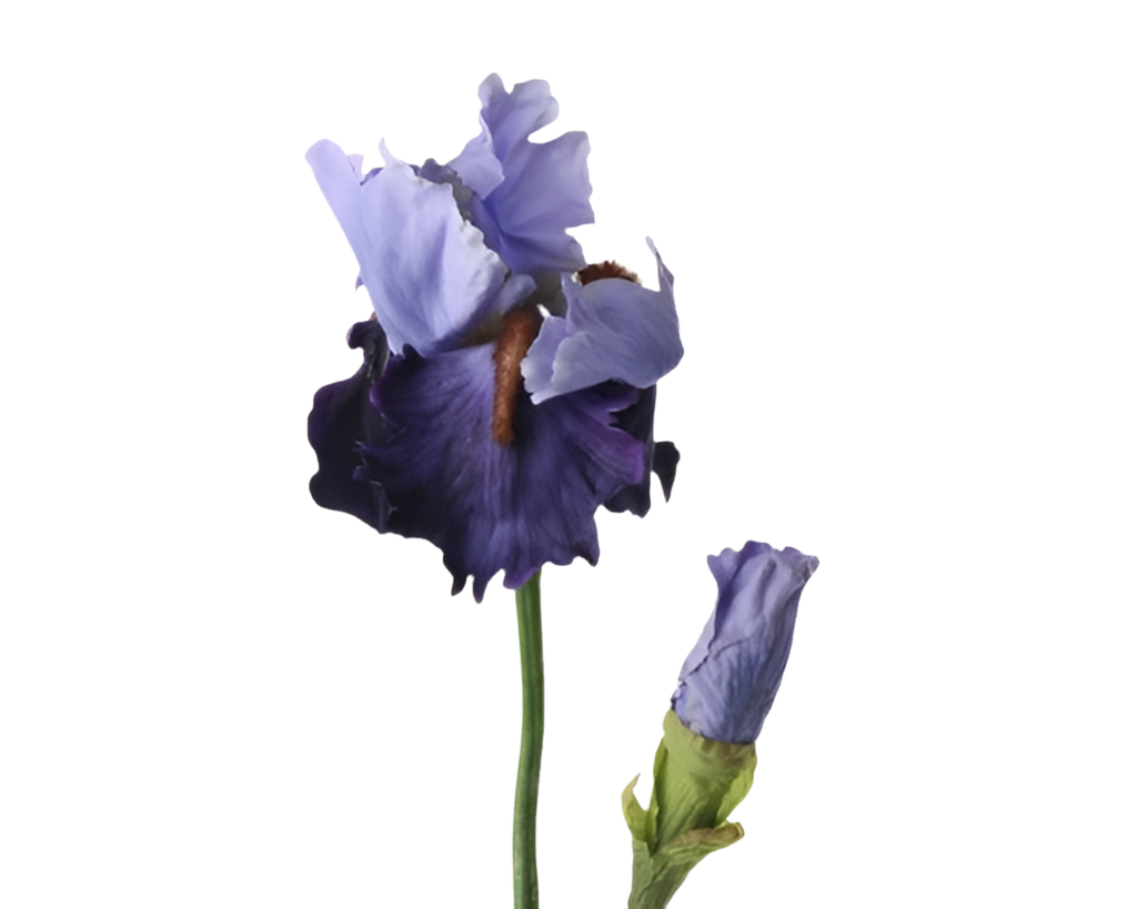 Iris 72cm Blue Purple
