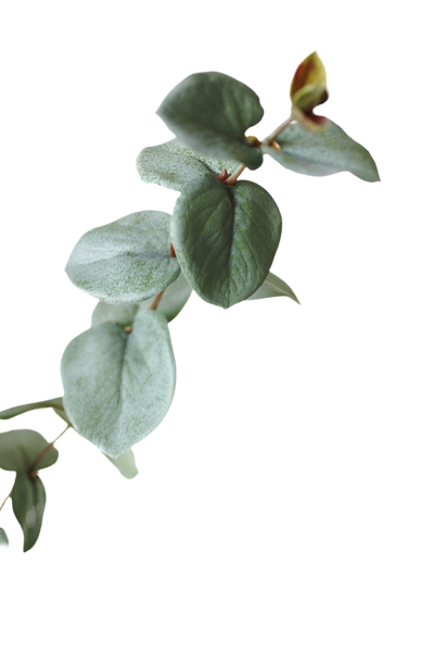 Eucalyptus 85cm Grey Green