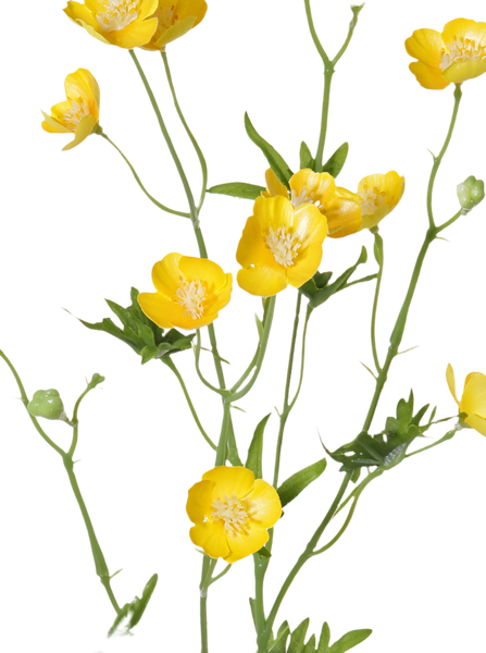 Buttercup | Bouton d'or 70cm Yellow