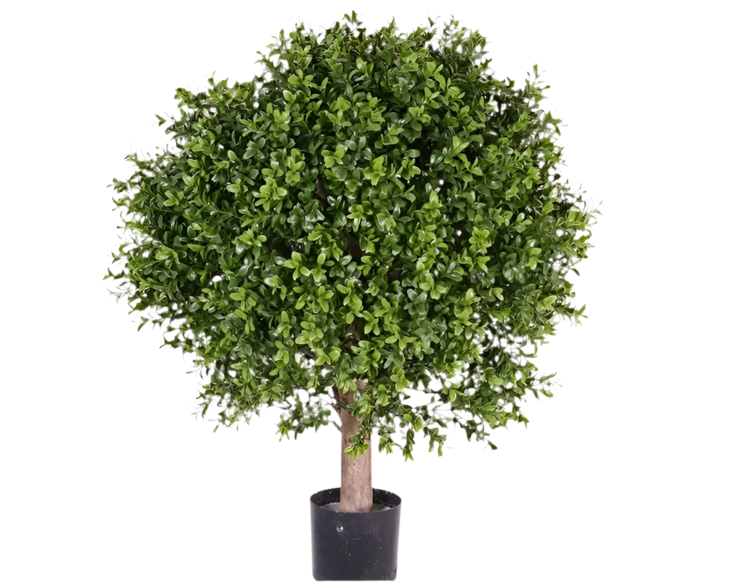 Buxus | Buis 65cm Ø50cm UVsafe