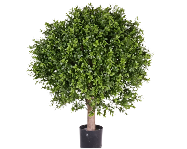 Buxus | Buis 65cm Ø50cm UVsafe