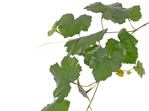 Grapevine | Vigne 62cm UVsafe