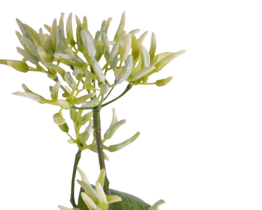 Dogwood | Cornouiller 50cm Green