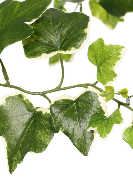 Ivy | Lierre 205cm Green White UVsafe