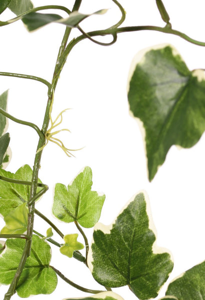 Ivy | Lierre 205cm Green White UVsafe
