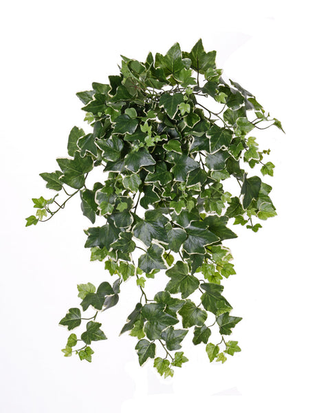 Ivy | Lierre 65cm Green White UVsafe