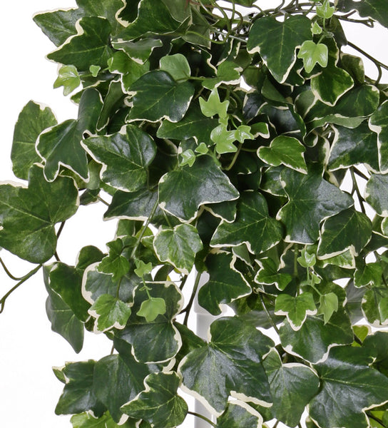 Ivy | Lierre 65cm Green White UVsafe