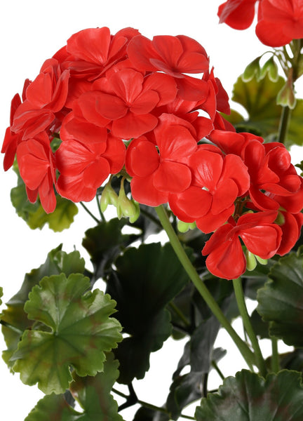 Geranium 39cm Red UVsafe