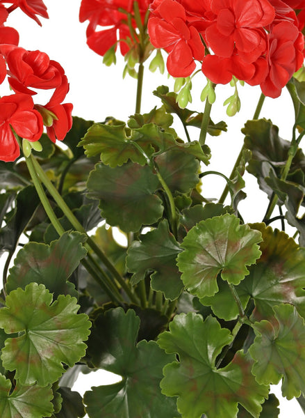 Geranium 39cm Red UVsafe