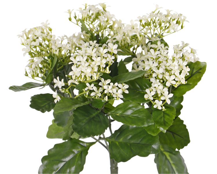 Kalanchoe 34cm White UVsafe