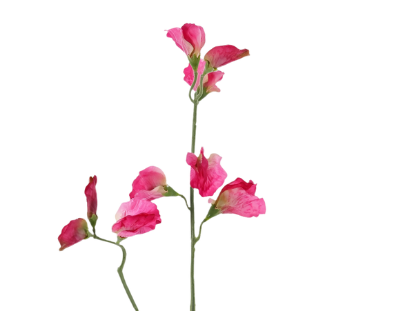 Lathyrus | Pois de senteur 64cm Pink
