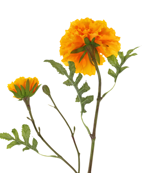 Marigold | Rose d'Inde 63cm Orange