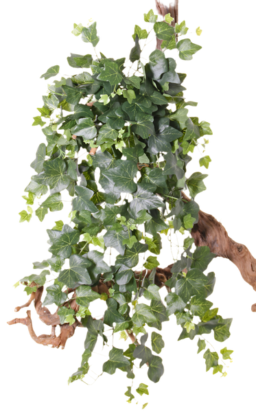 Ivy | Lierre 75cm UVsafe