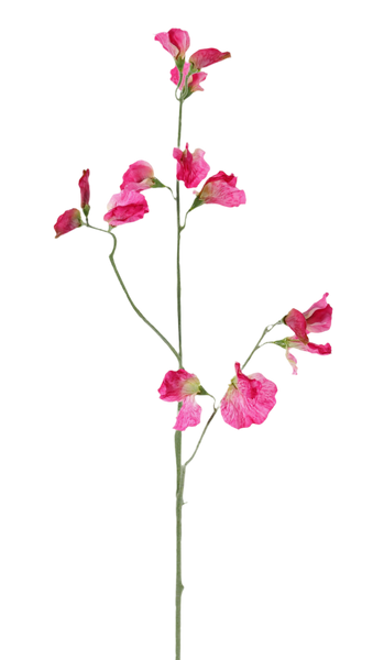 Lathyrus | Pois de senteur 64cm Pink