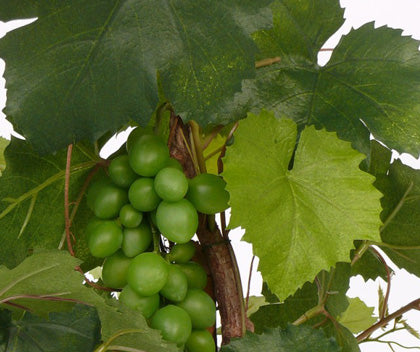 Grapevine | Vigne 90cm UVsafe