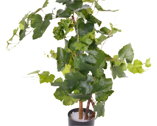 Grapevine | Vigne 90cm UVsafe