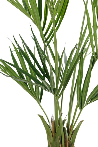 Kentia 150cm