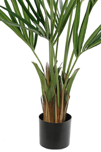 Kentia 150cm