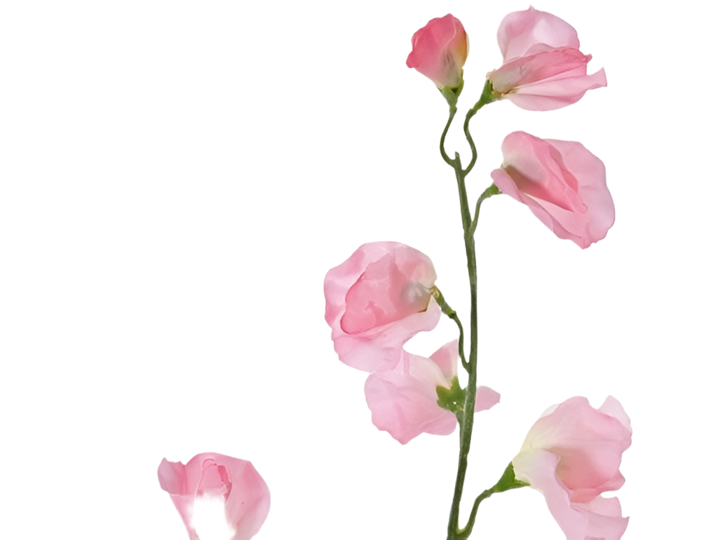 Lathyrus | Pois de senteur 64cm light Pink