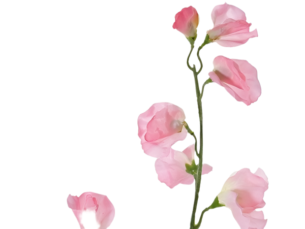 Lathyrus | Pois de senteur 64cm light Pink