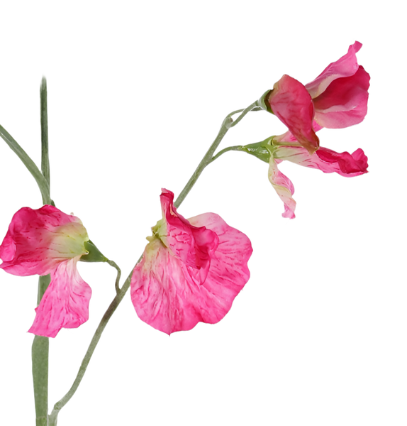 Lathyrus | Pois de senteur 64cm Pink