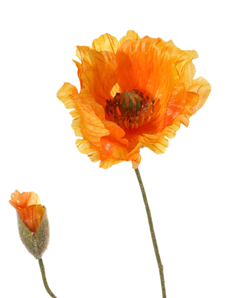 Poppy | Pavot 65cm Orange