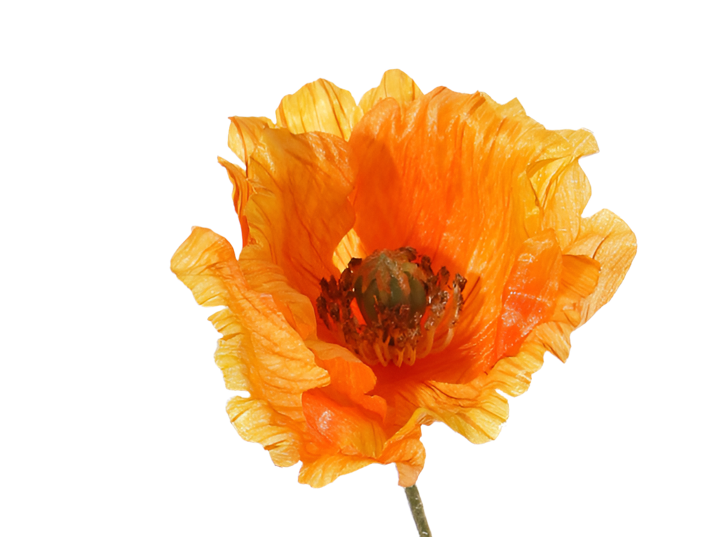 Poppy | Pavot 65cm Orange