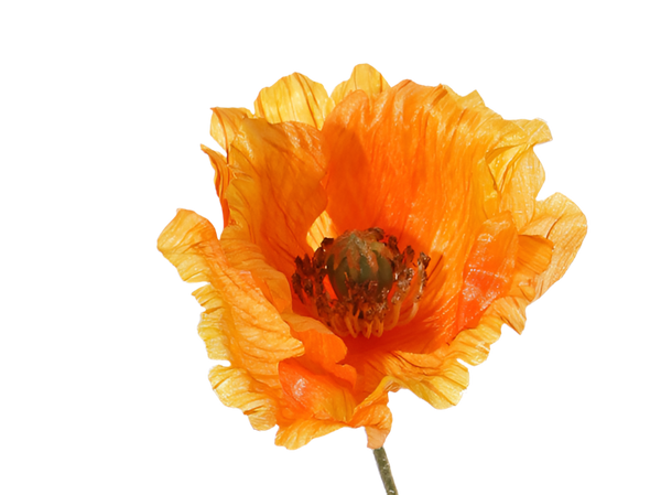 Poppy | Pavot 65cm Orange