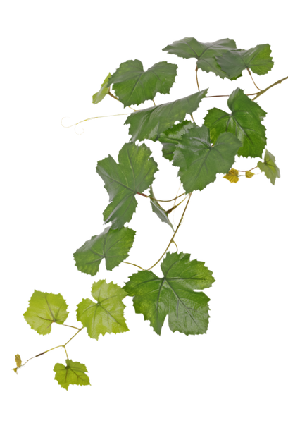 Grapevine | Vigne 62cm UVsafe